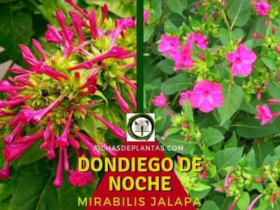 Don Diego de Noche Planta