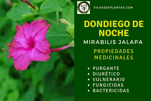 Dondiego de Noche, Propiedades