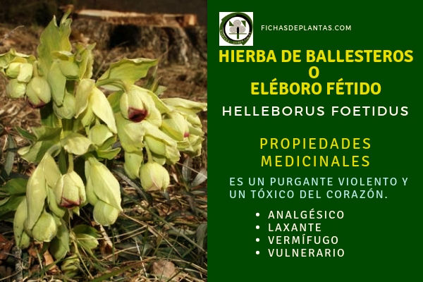 Eléboro Fétido, Propiedades