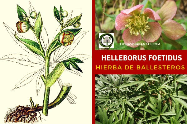Helleborus foetidus, Eléboro Fétido