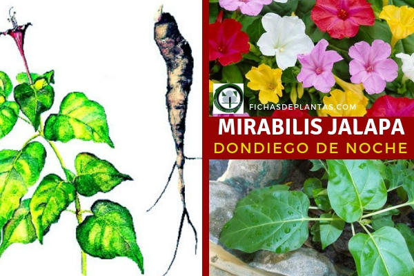 Mirabilis jalapa, Dondiego 