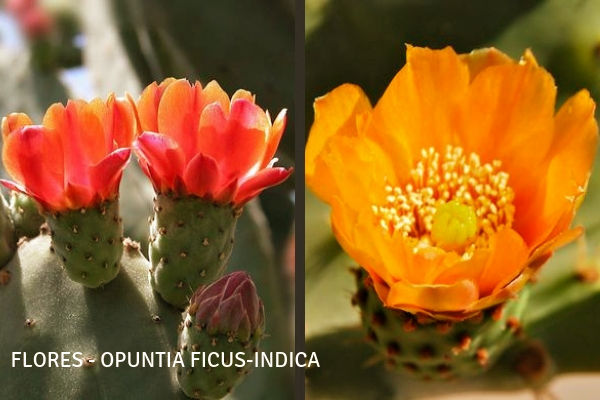 Flores del Nopal