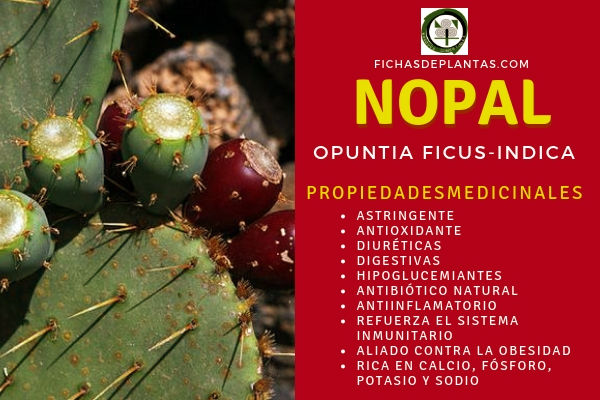 Nopal Propiedades Medicinales