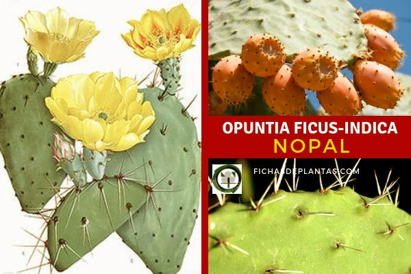 Opuntia ficus-indica, Nopal