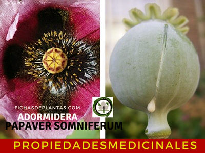 Papaver somniferum, Propiedades Medicinales