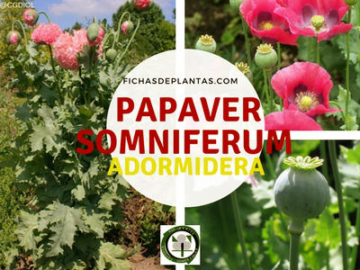 Papaver somniferum, Adormidera