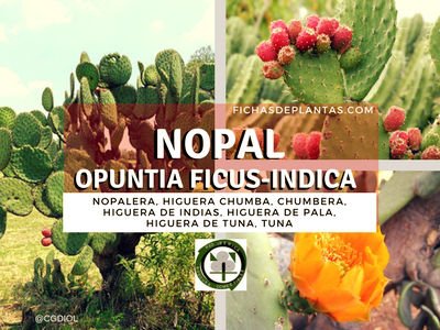 Nopal, Opuntia ficus-indica