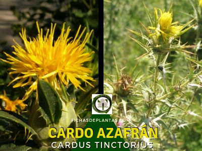 Cardo Azafrán, Planta Medicinal