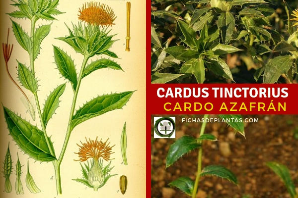 Cardus tinctorius, Cardo