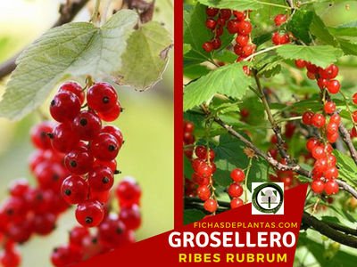 Grosellero, Planta Medicinal
