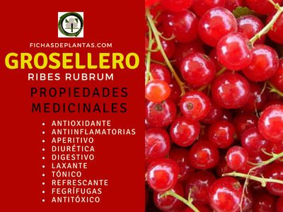 Grosellero Propiedades Medicinales