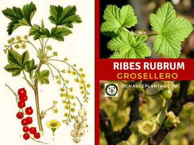 Ribes rubrum, Grosellero