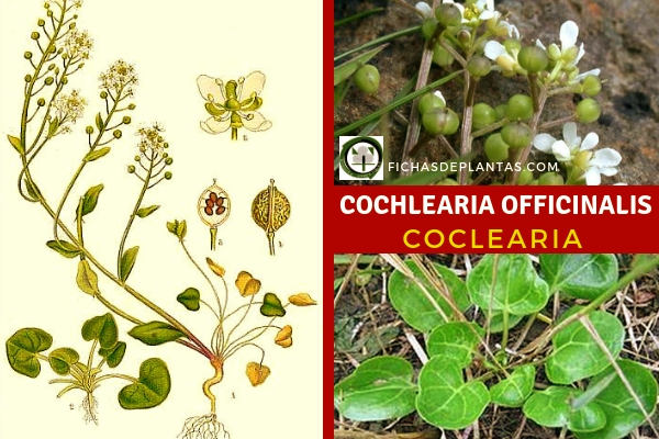 Cochlearia officinalis, Cocleria