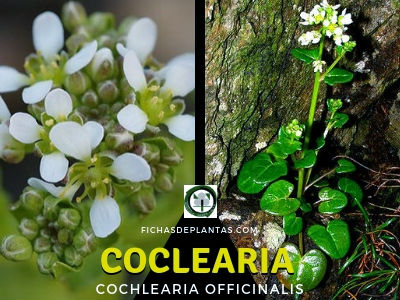 Coclearia Planta Medicinal