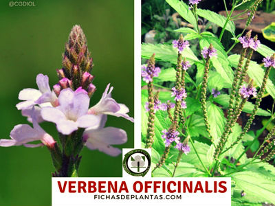 Verbena officinalis, Verbena