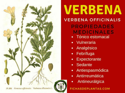 Verbena Propiedades Medicinales