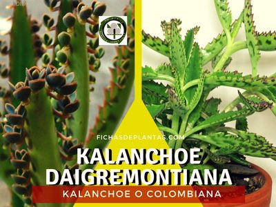 Kalanchoe daigremontiana, Planta Medicinal