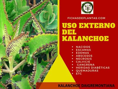 Kalanchoe uso externo