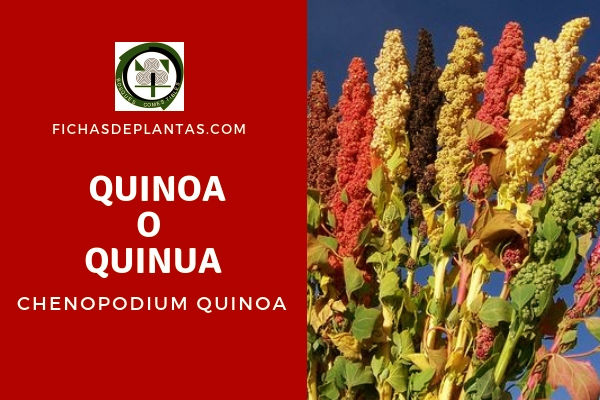 Quinoa o Quinua