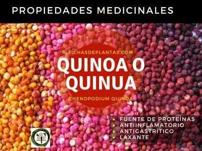 Quinoa Propiedades Medicinales