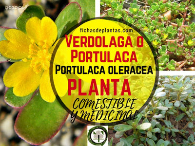 Verdolaga Planta Maravillosa