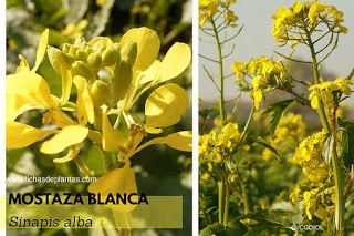 Mostaza Blanca, Sinapis alba