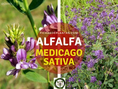 Alfalfa Planta de la familia de las Leguminosas