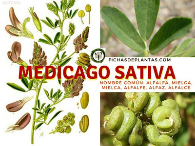 Medicago sativa, Alfalfa