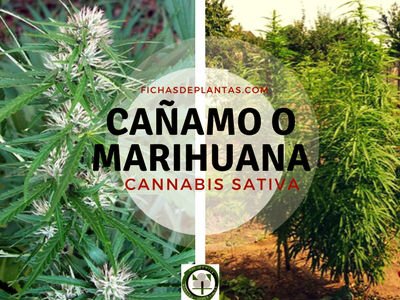 Cañamo es una Planta de la Familia Cannabáceas