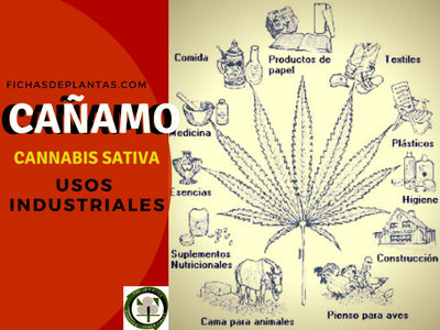 Cañamo Usos Industriales