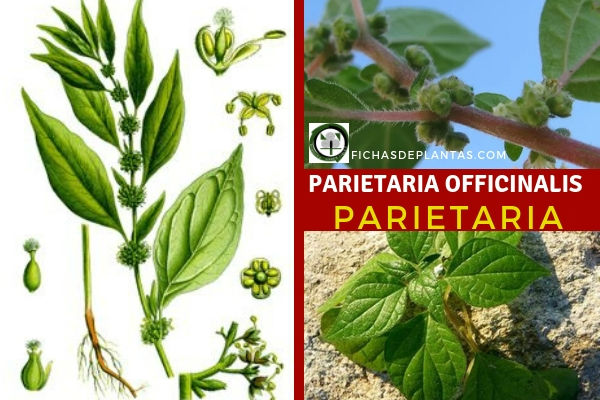 Parietaria officinalis