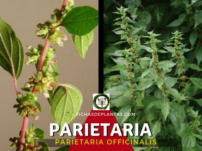 Parietaria Planta Medicinal