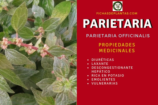 Parietaria Propiedades 