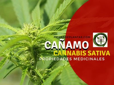 Cannabis sativa Propiedades Medicinales