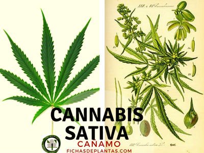 Cannabis sativa, Cañamo