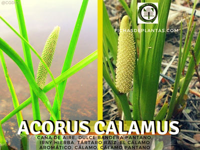 Acorus calamus, Bandera Dulce o Cálamo