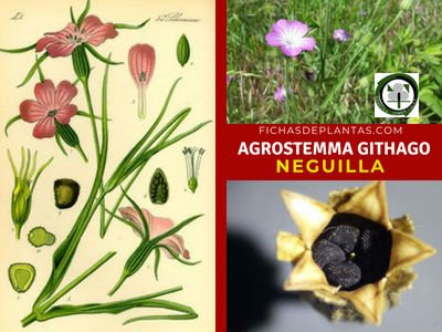 Agrostemma githago, Neguilla