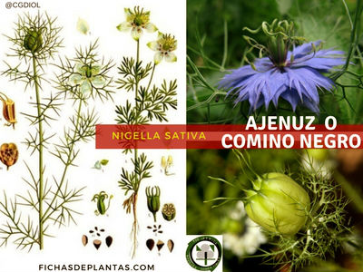 Ajenuz Planta Medicinal