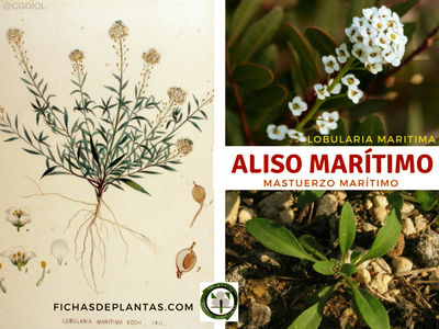 Aliso marítimo, Lobularia maritima