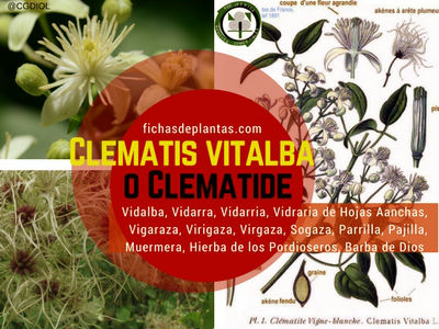 Clematis vitalba o Clematide