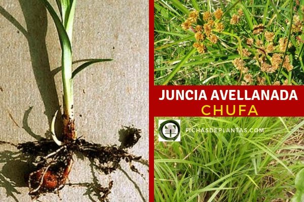 Juncia avellanada, Chufa