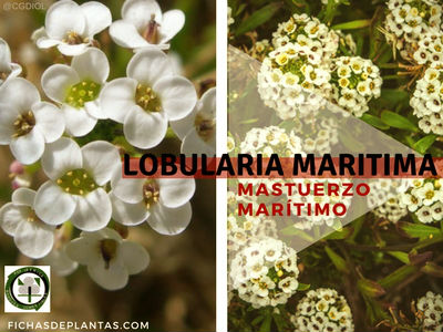 Lobularia maritima, Planta Medicinal