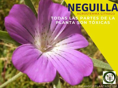 Neguilla Planta Toxica