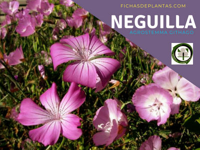 Neguillas Planta Cariofiláceas