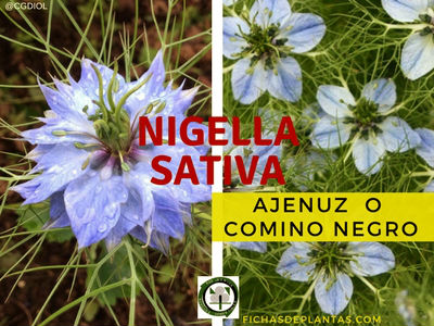 Nigella sativa, Ajenuz