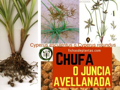Chufa Planta herbácea, Medicinal y Comestible