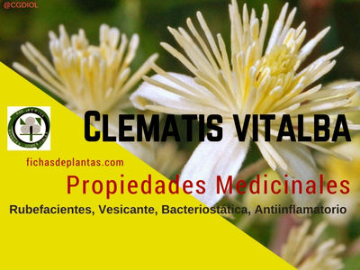 clematis-propiedades
