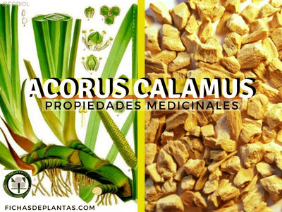 Raiz de Cálamo o Bandera Dulce Propiedades Medicinales