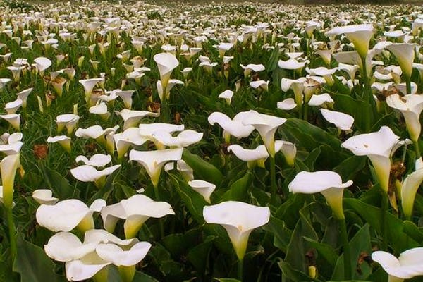 Cala Planta Acuática