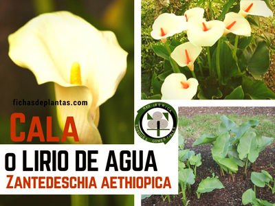 Cala planta del genero Zantedeschia